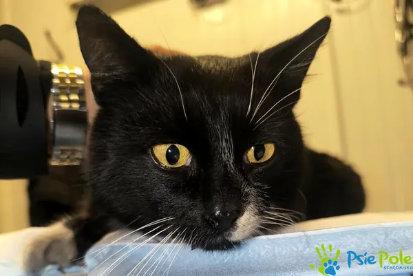 Znaleziono kota, Racławice, 30 grudnia 2025 (2/2)