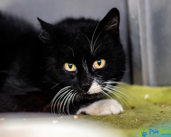 Znaleziono kota, Racławice, 30 grudnia 2025 (2/5)