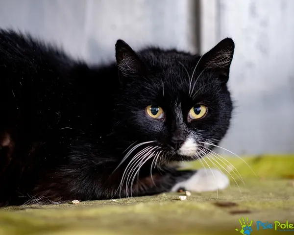 Znaleziono kota, Racławice, 30 grudnia 2025 (4/5)