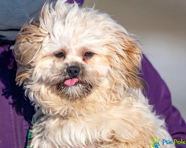 Znaleziono psa, Racławice, 29 grudnia 2025 (1/5)