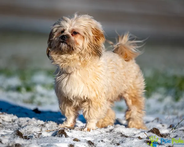 Znaleziono psa, Racławice, 29 grudnia 2025 (2/5)