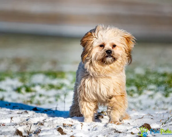 Znaleziono psa, Racławice, 29 grudnia 2025 (3/5)