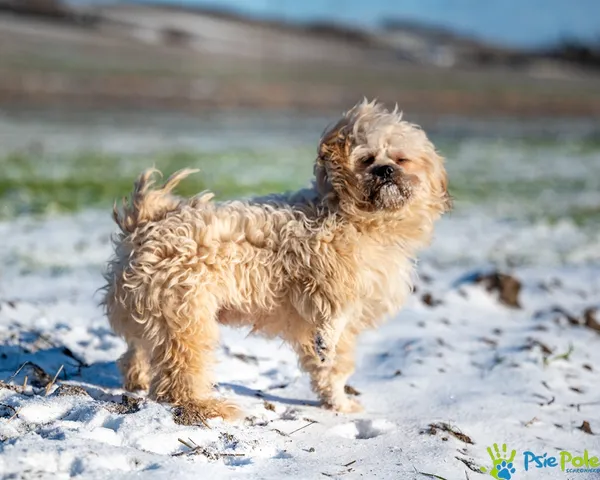 Znaleziono psa, Racławice, 29 grudnia 2025 (4/5)