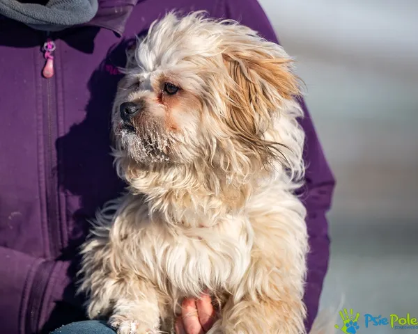 Znaleziono psa, Racławice, 29 grudnia 2025 (5/5)