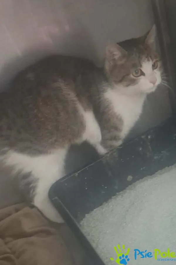 Znaleziono kota, Racławice, 29 grudnia 2025 (4/4)