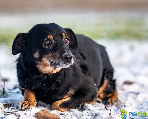 Znaleziono psa, Racławice, 29 grudnia 2025 (1/5)