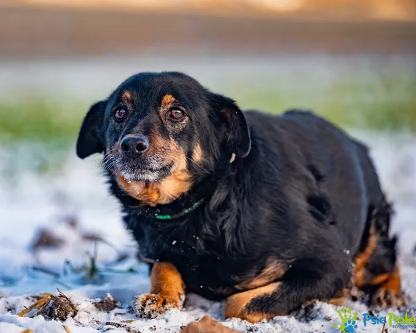Znaleziono psa, Racławice, 29 grudnia 2025 (2/5)