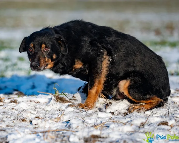 Znaleziono psa, Racławice, 29 grudnia 2025 (4/5)