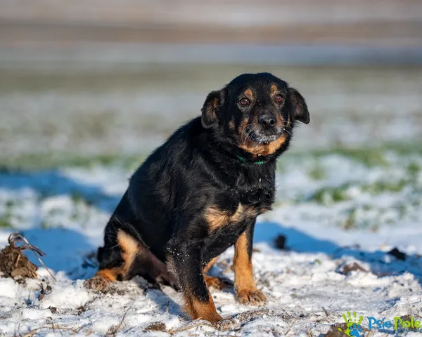 Znaleziono psa, Racławice, 29 grudnia 2025 (5/5)