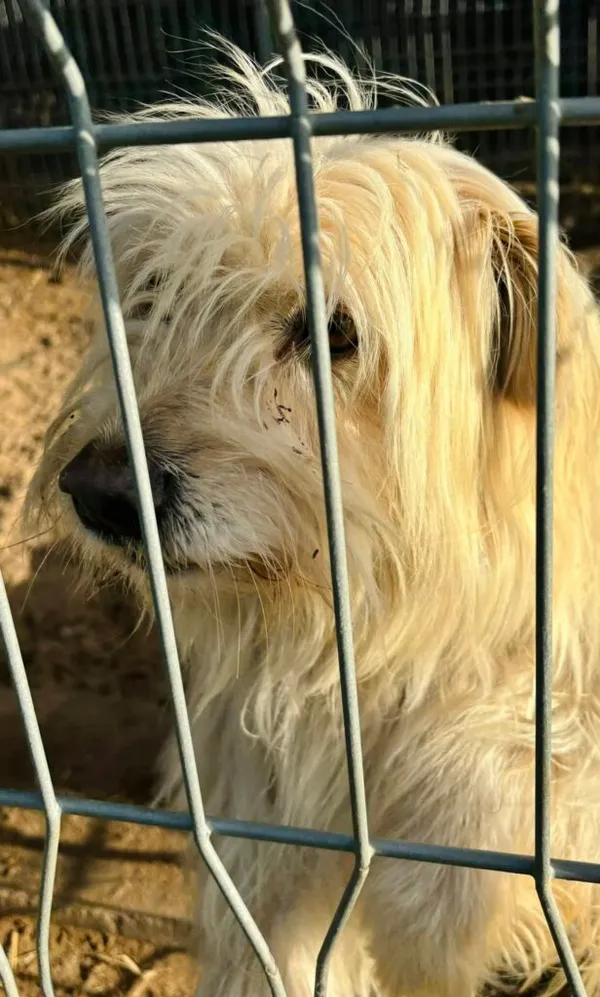 Pies do adopcji, Przyborówko, 7 stycznia 2026 (2/3)