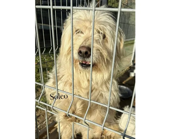 Pies do adopcji, Przyborówko, 7 stycznia 2026 (3/3)