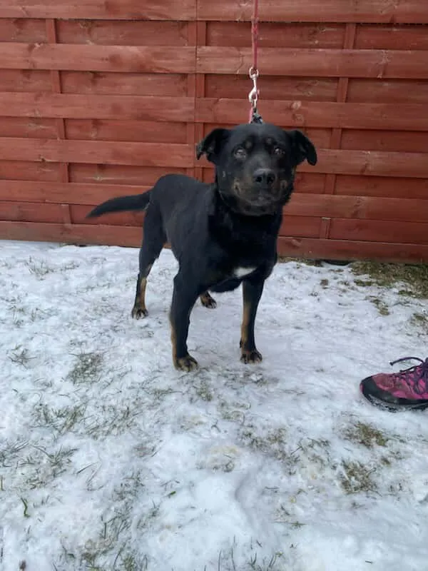 Znaleziono psa, Czartki, 7 stycznia 2026