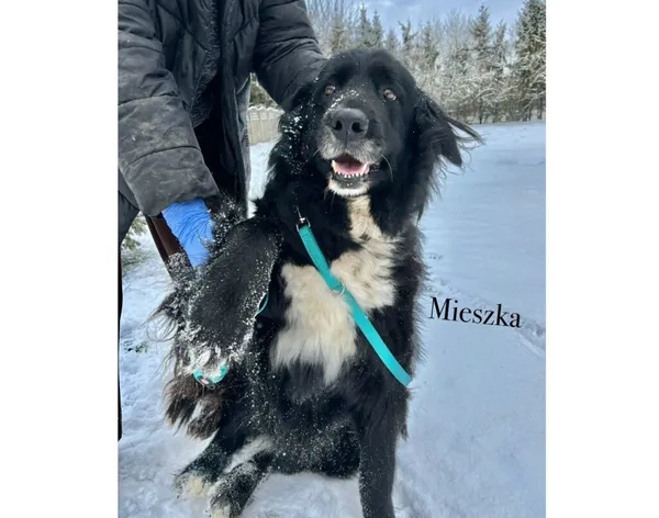 Pies do adopcji, Przyborówko, 7 stycznia 2026 (3/3)