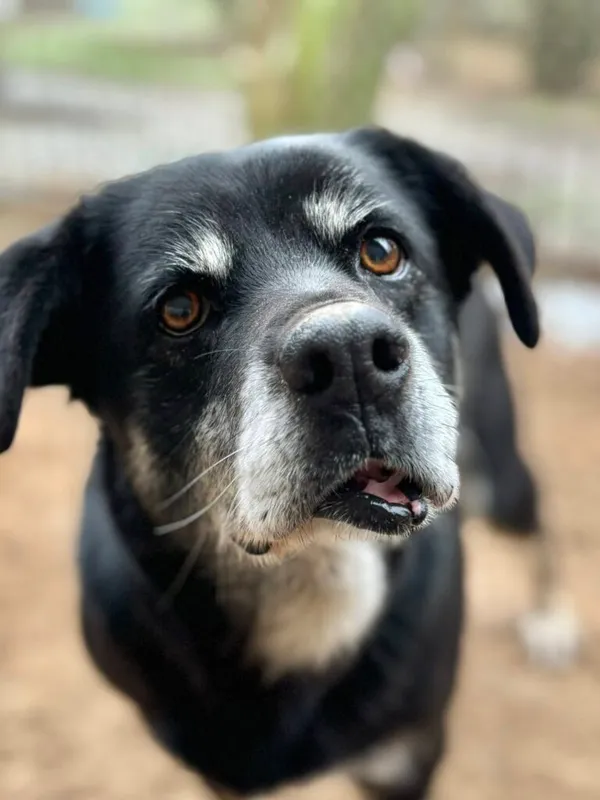 Pies do adopcji, Przyborówko, 7 stycznia 2026 (1/3)