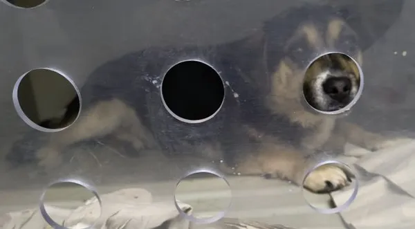 Znaleziono psa, Radom, 6 stycznia 2026