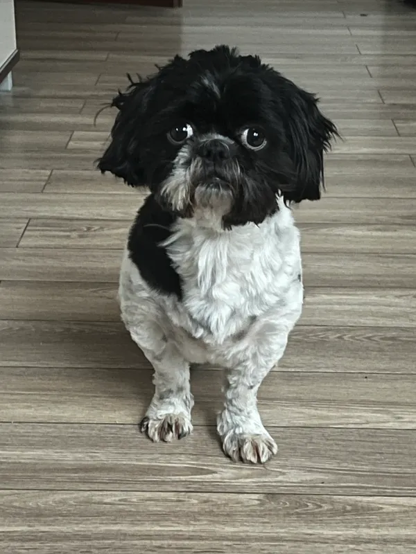 Zaginął pies, Nowy Duninów, 7 stycznia 2026 (1/4)