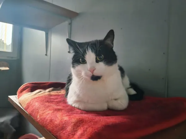 Kot do adopcji, Piła, 29 sierpnia 2025 (2/4)