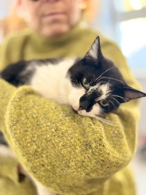 Kot do adopcji, Piła, 23 września 2025 (2/2)