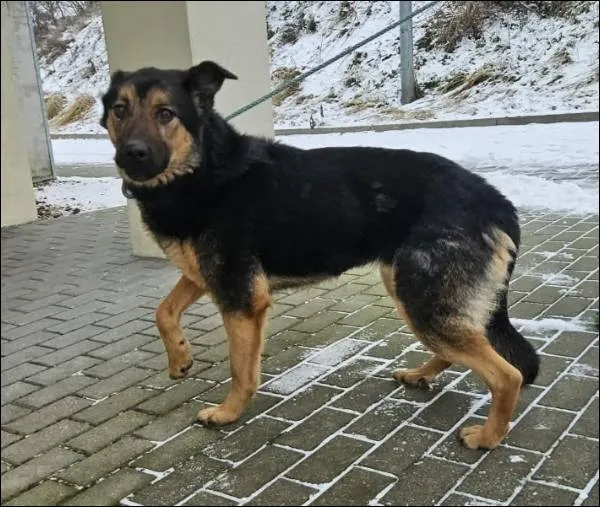 Znaleziono psa, Grudziądz, 7 stycznia 2026