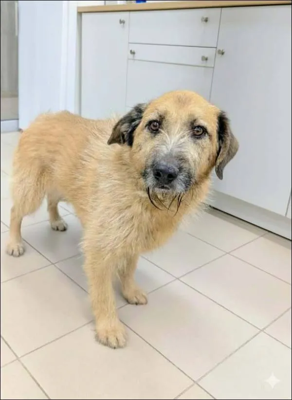 Znaleziono psa, Grudziądz, 7 stycznia 2026