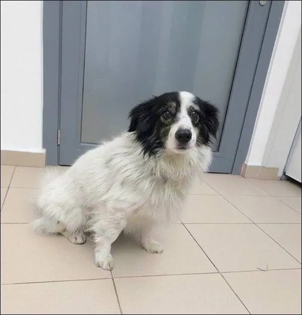 Znaleziono psa, Grudziądz, 7 stycznia 2026