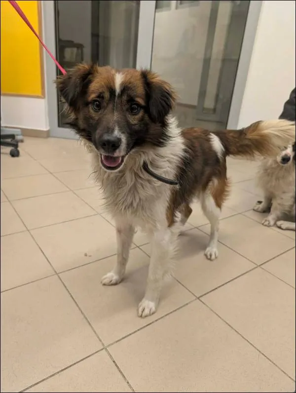 Znaleziono psa, Grudziądz, 7 stycznia 2026