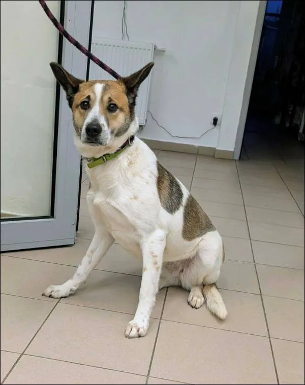 Znaleziono psa, Grudziądz, 7 stycznia 2026