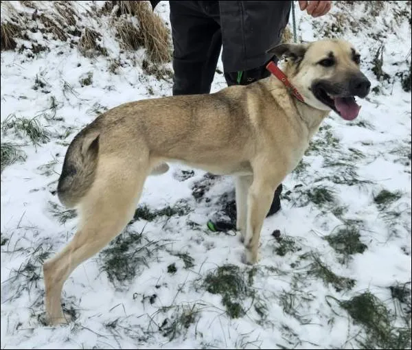 Znaleziono psa, Grudziądz, 7 stycznia 2026