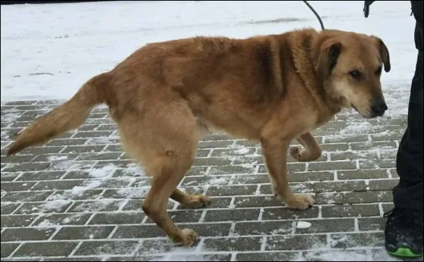 Znaleziono psa, Grudziądz, 7 stycznia 2026