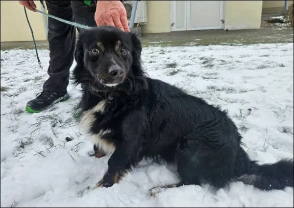 Znaleziono psa, Grudziądz, 7 stycznia 2026