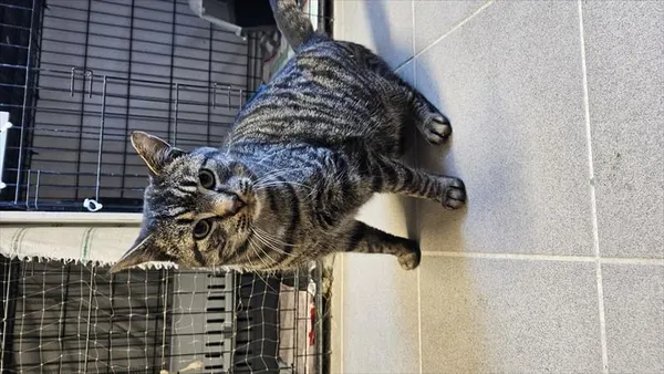 Kot do adopcji, Choszczno, 5 stycznia 2026