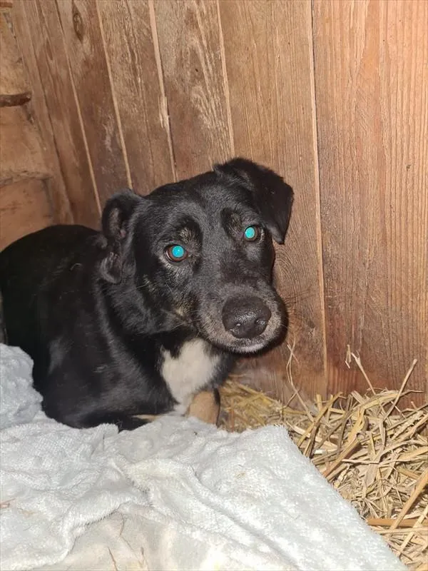 Znaleziono psa, Choszczno, 23 grudnia 2025