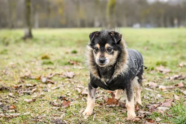 Pies do adopcji, Radom, 6 stycznia 2026 (5/5)