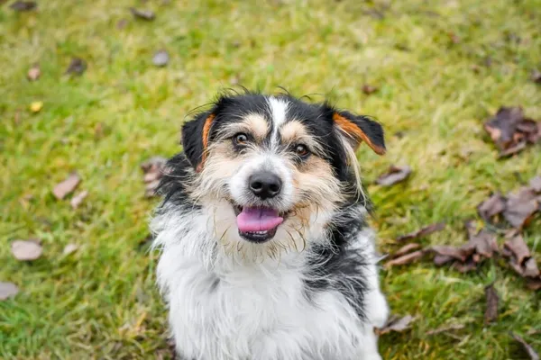 Pies do adopcji, Radom, 6 stycznia 2026 (1/5)