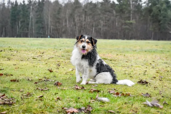 Pies do adopcji, Radom, 6 stycznia 2026 (2/5)