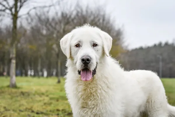 Pies do adopcji, Radom, 6 stycznia 2026 (1/5)