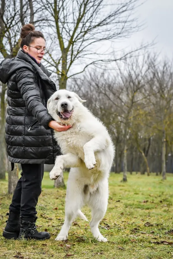 Pies do adopcji, Radom, 6 stycznia 2026 (4/5)