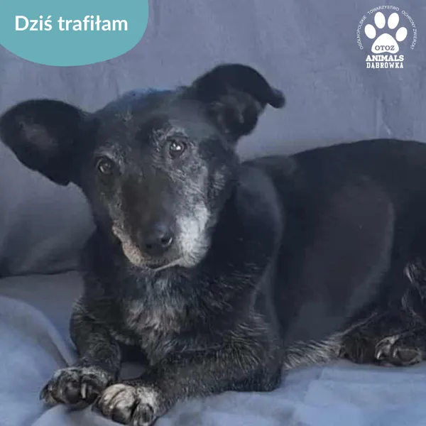 Znaleziono psa, Dąbrówka, 7 stycznia 2026