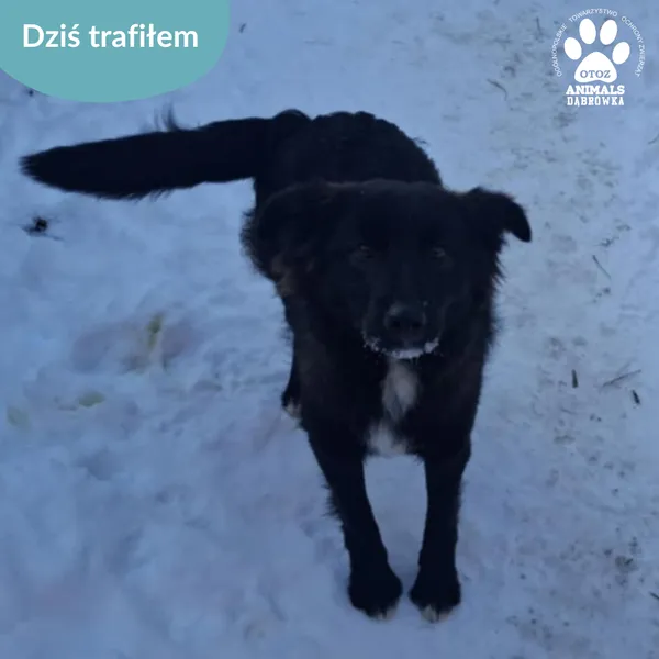 Znaleziono psa, Dąbrówka, 6 stycznia 2026
