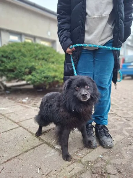 Pies do adopcji, Radom, 4 grudnia 2025