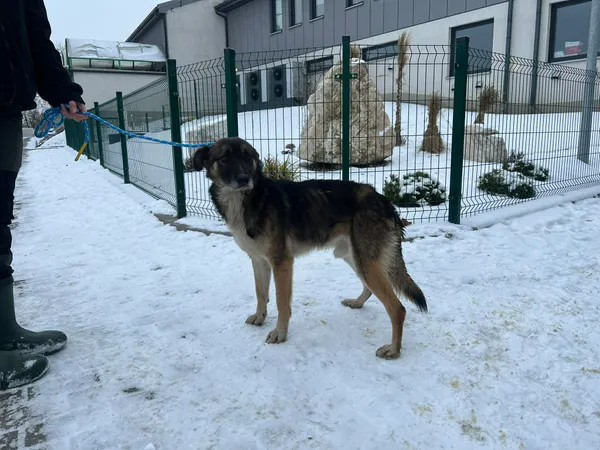 Znaleziono psa, Bydgoszcz, 7 stycznia 2026