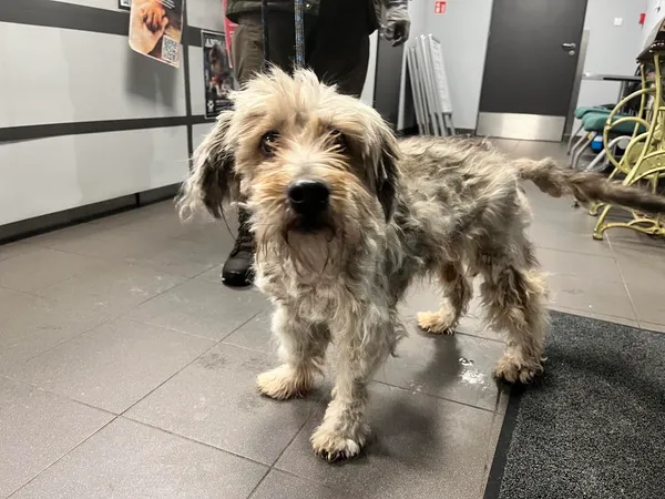 Znaleziono psa, Bydgoszcz, 5 stycznia 2025