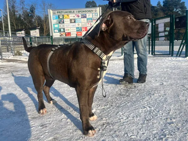 Znaleziono psa, Bydgoszcz, 6 stycznia 2026