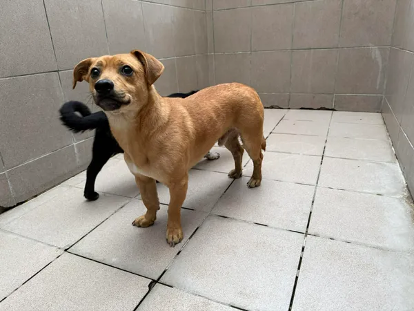 Znaleziono psa, Bydgoszcz, 31 grudnia 2025