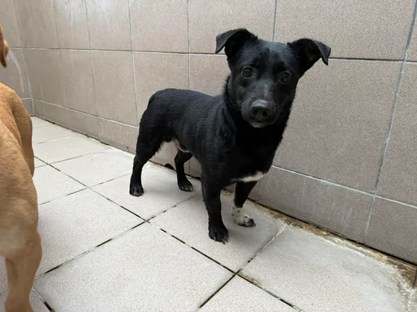 Znaleziono psa, Bydgoszcz, 31 grudnia 2025