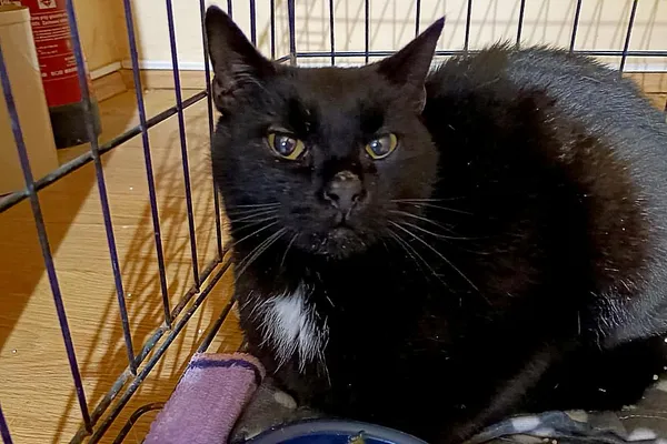 Znaleziono kota, Wałbrzych, 1 stycznia 2026