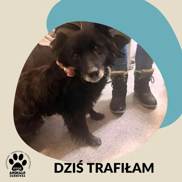 Znaleziono psa, Dąbrówka, 1 stycznia 2026