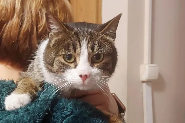 Znaleziono kota, Wałbrzych, 5 stycznia 2026