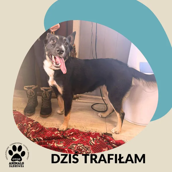 Znaleziono psa, Dąbrówka, 1 stycznia 2026