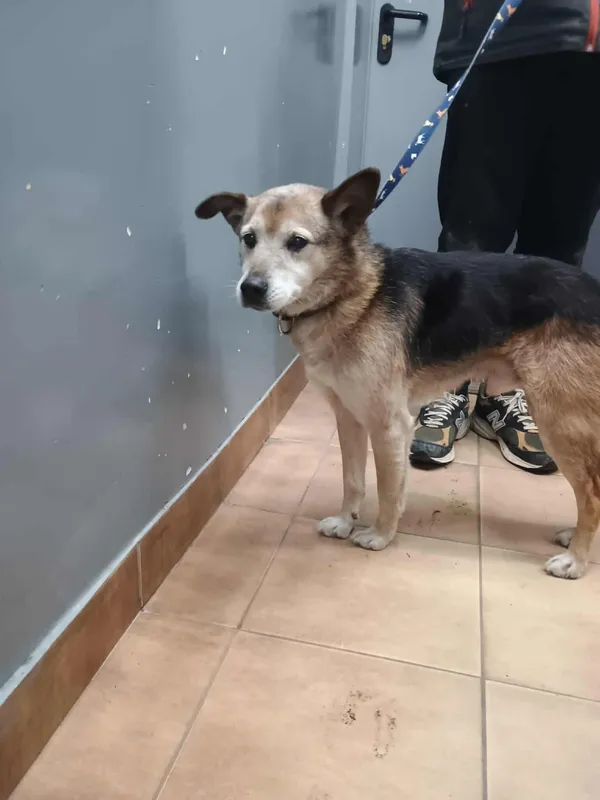 Znaleziono psa, Sosnowiec, 5 stycznia 2026